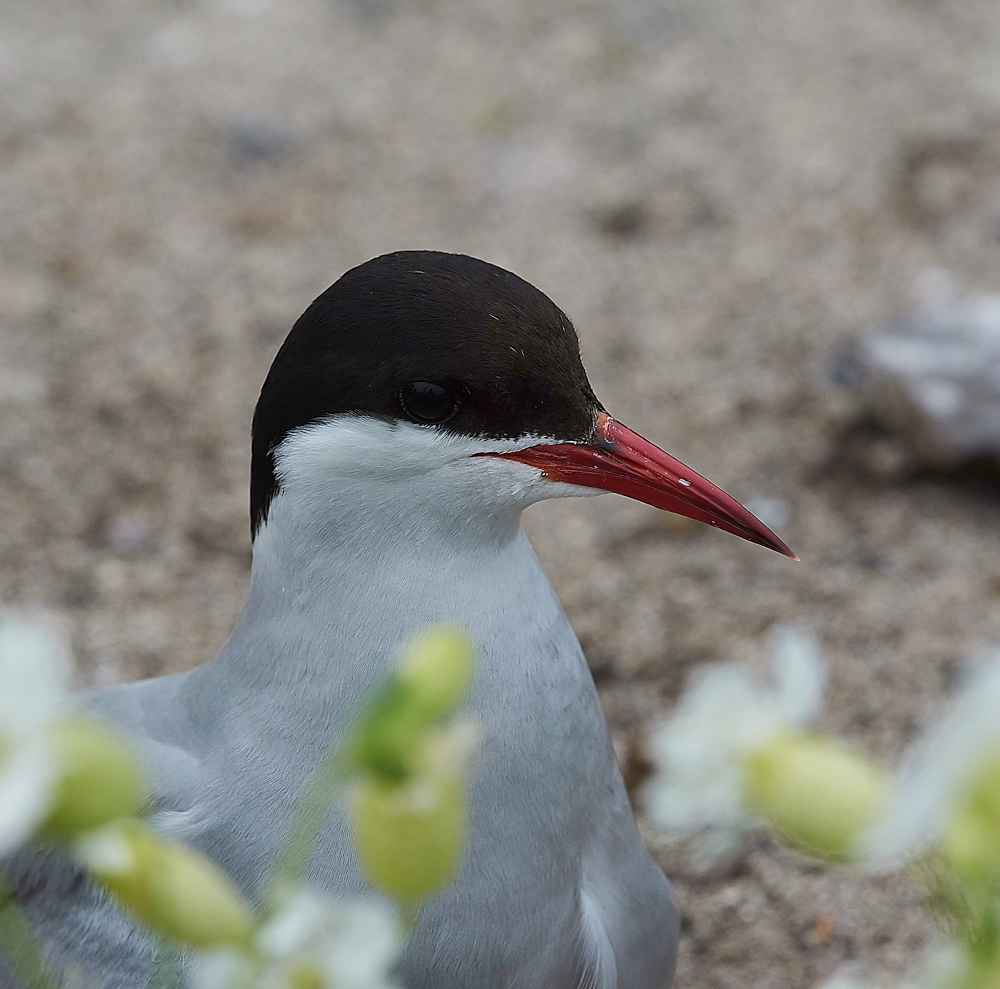 InnerFarneArcticTern130618-24