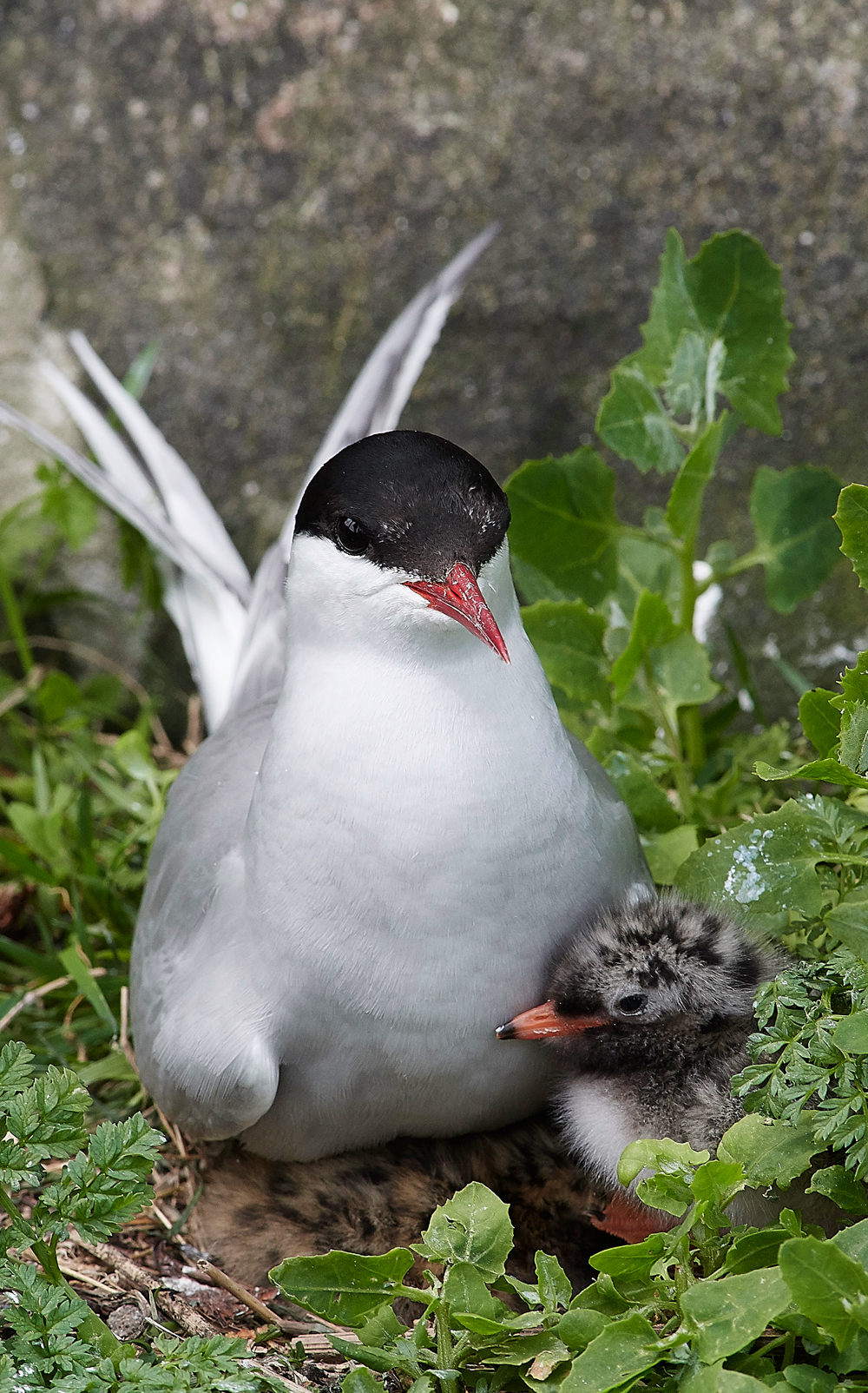 InnerFarneArcticTern130618-3