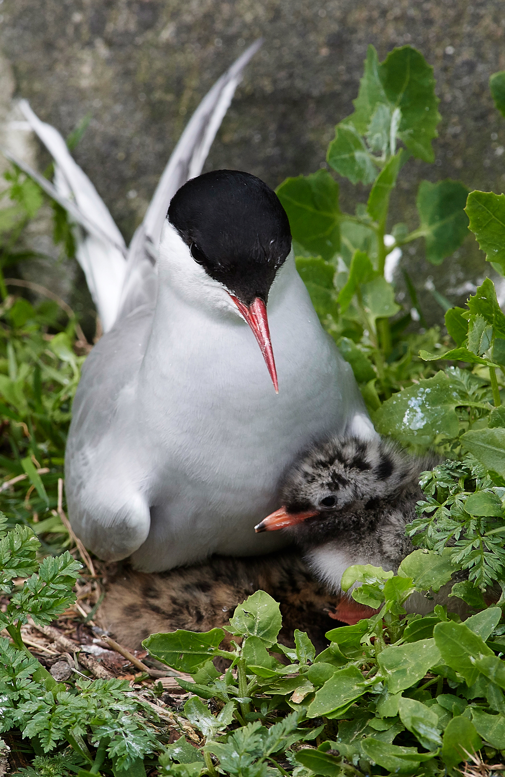 InnerFarneArcticTern130618-4