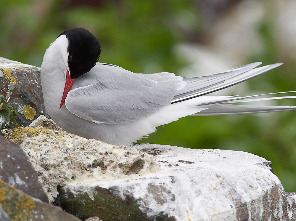 InnerFarneArcticTern130618-5