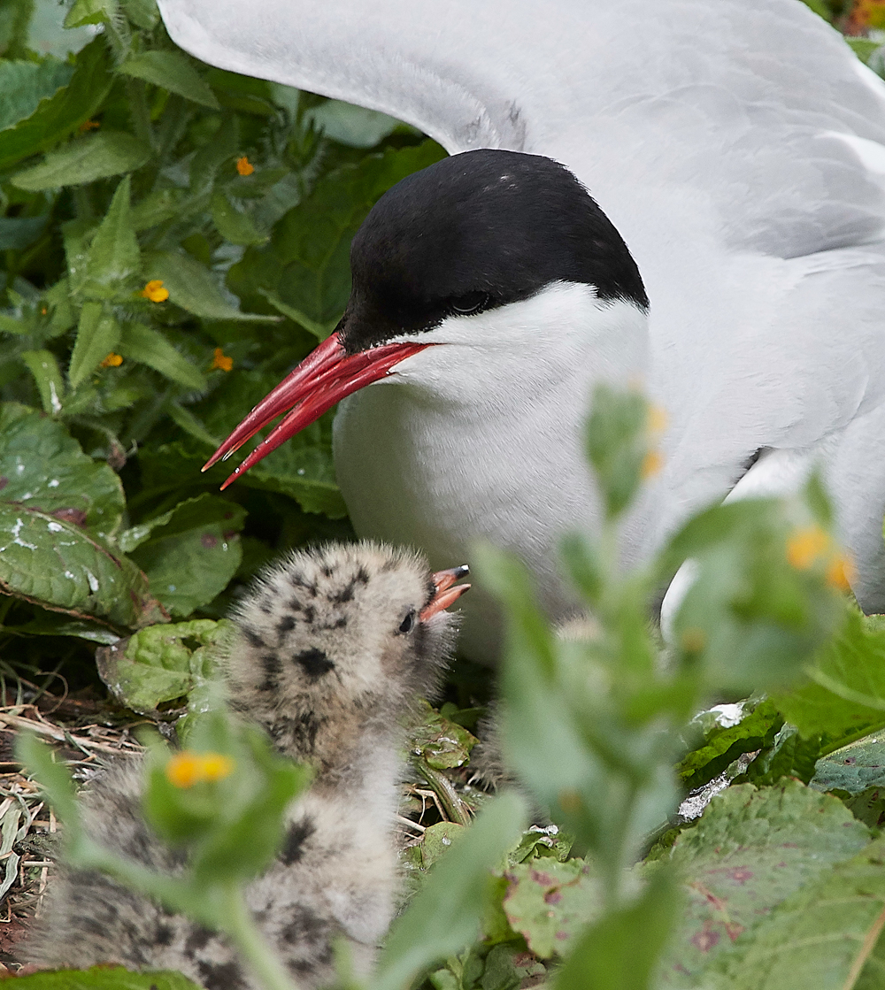 InnerFarneArcticTern130618-6