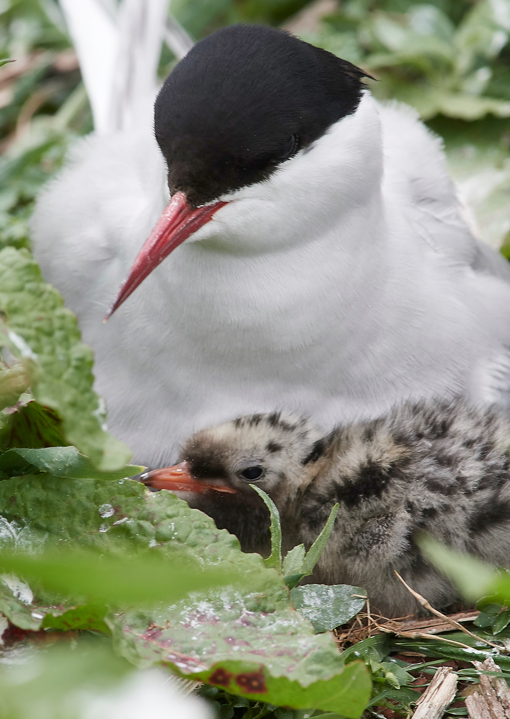 InnerFarneArcticTern130618-7