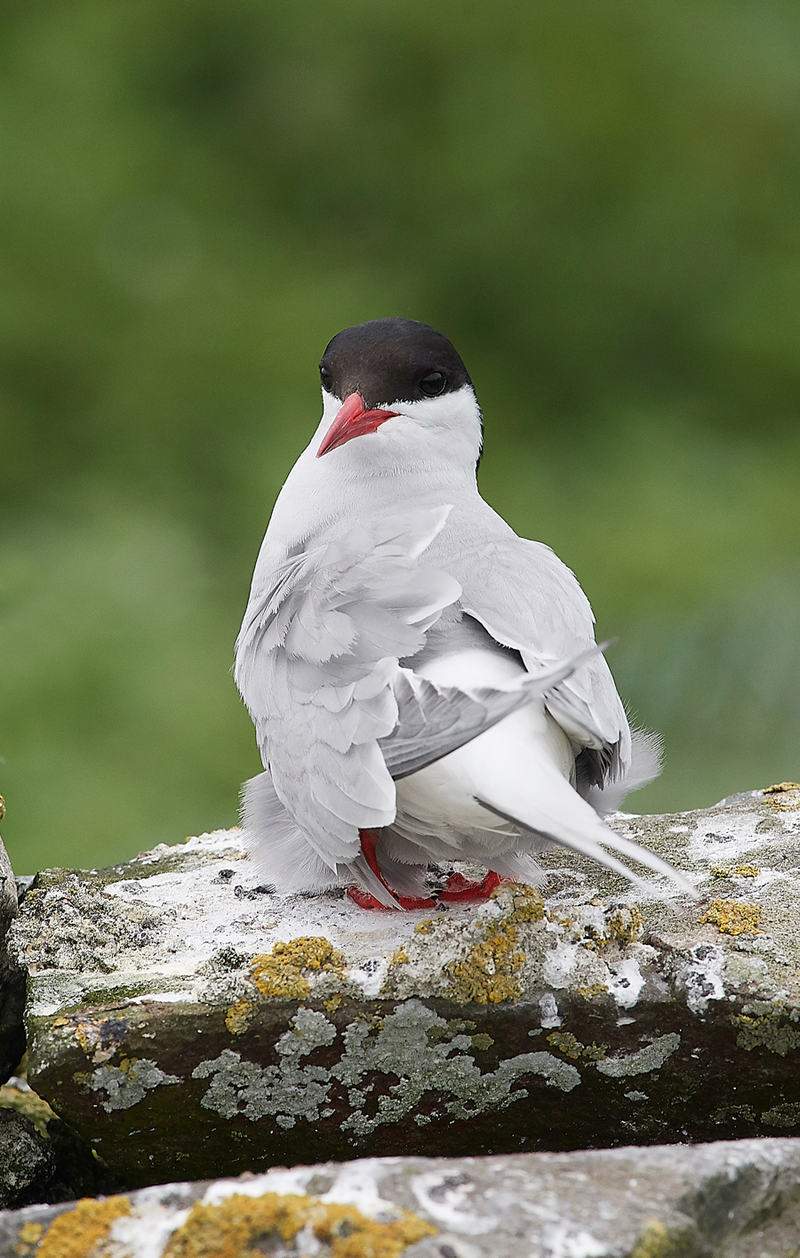 InnerFarneArcticTern130618-9