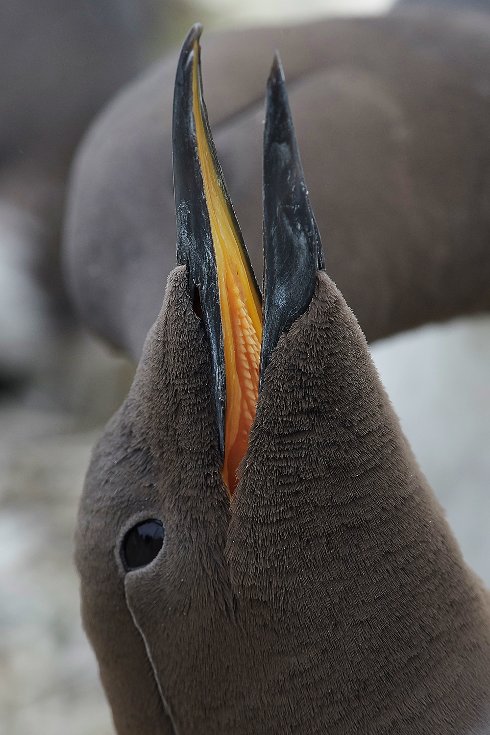 InnerFarneGuillemot130618-2