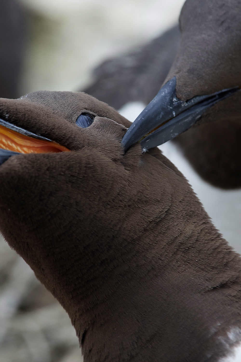 InnerFarneGuillemot130618-3