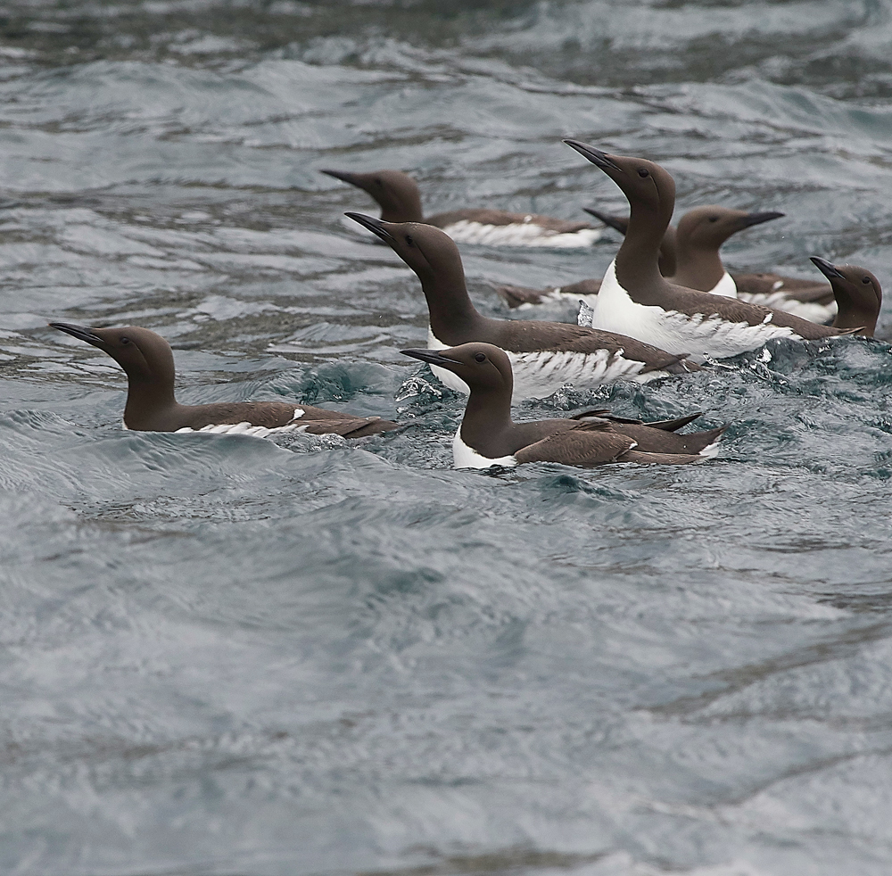 InnerFarneGuillemot130618-4