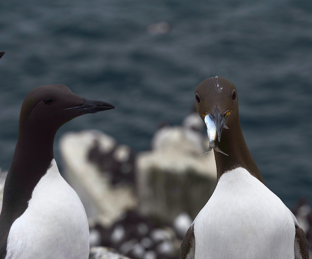 InnerFarneGuillemot130618-5