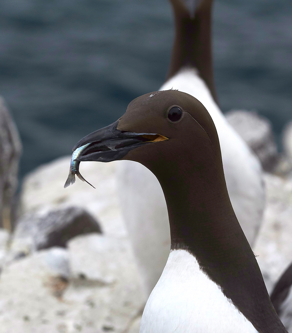 InnerFarneGuillemot130618-6