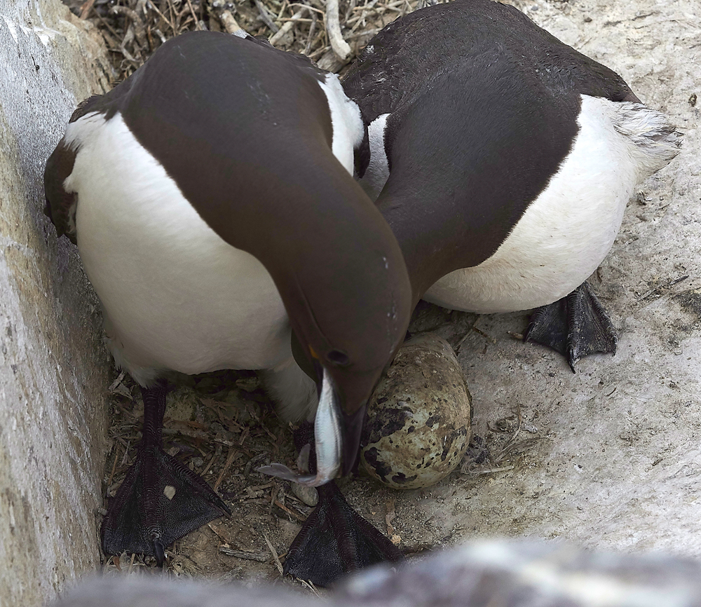 InnerFarneGuillemot130618-7