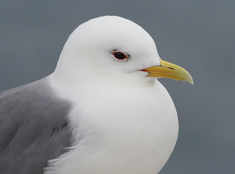 InnerFarneKittiwake130618-1