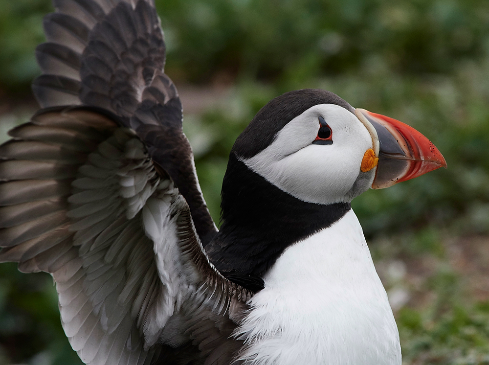 InnerFarnePuffin130618-1