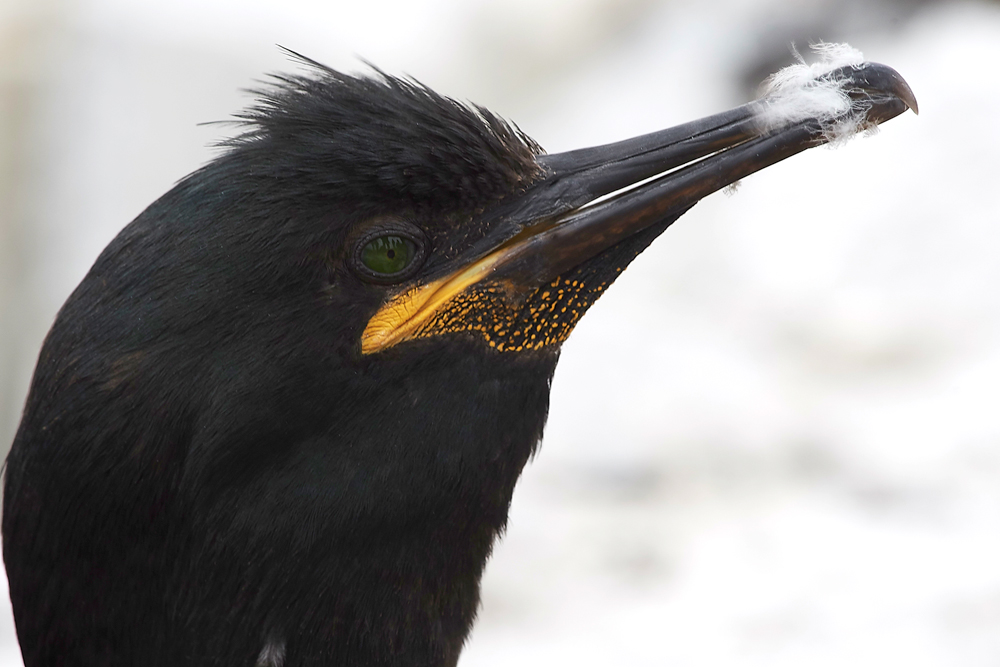 InnerFarneShag130618-1