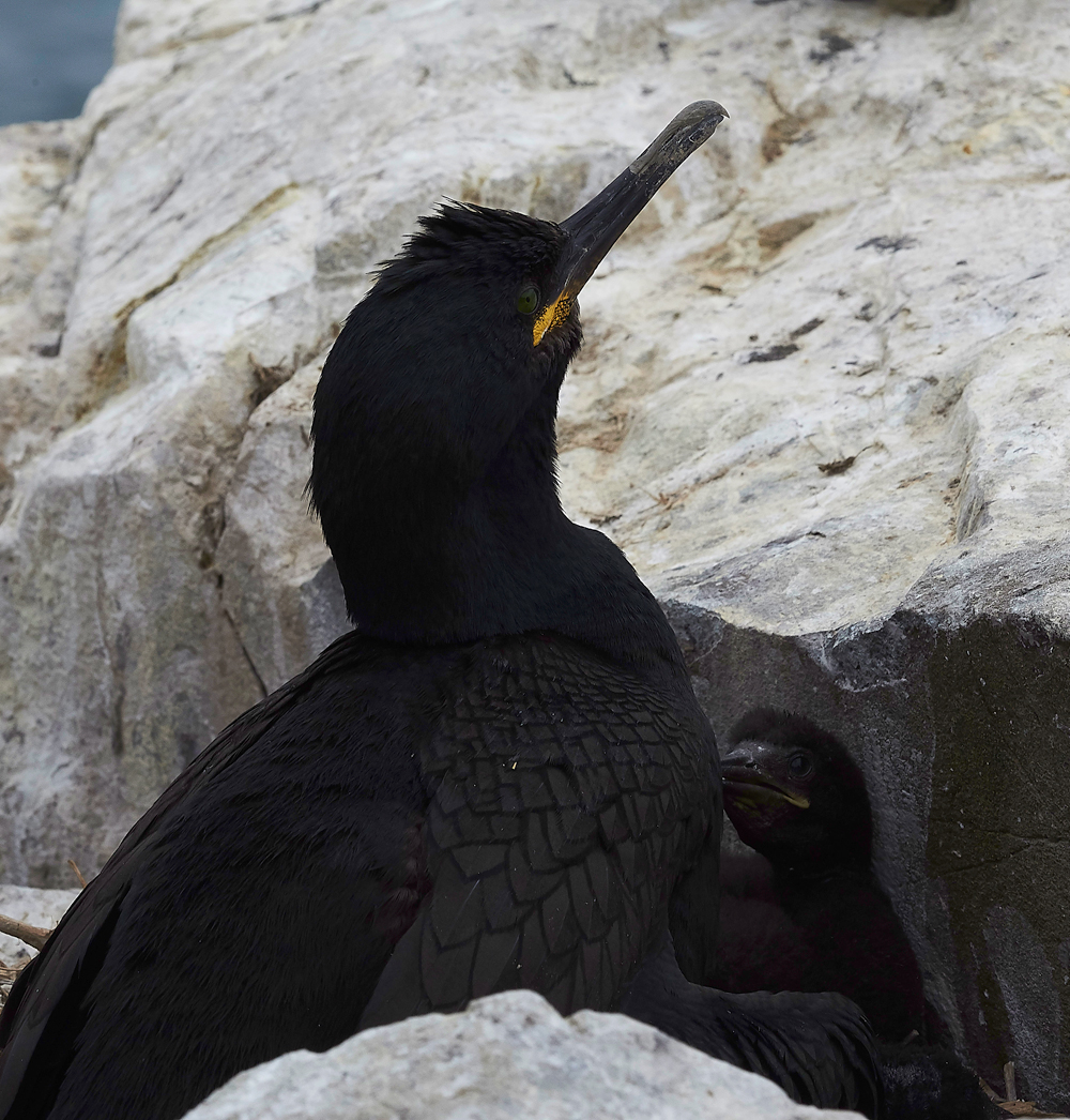 InnerFarneShag130618-3