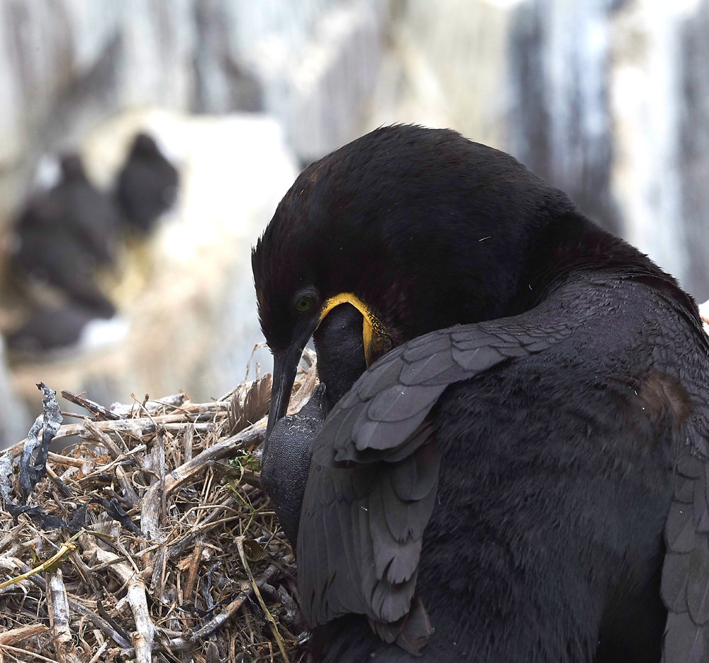 InnerFarneShag130618-4