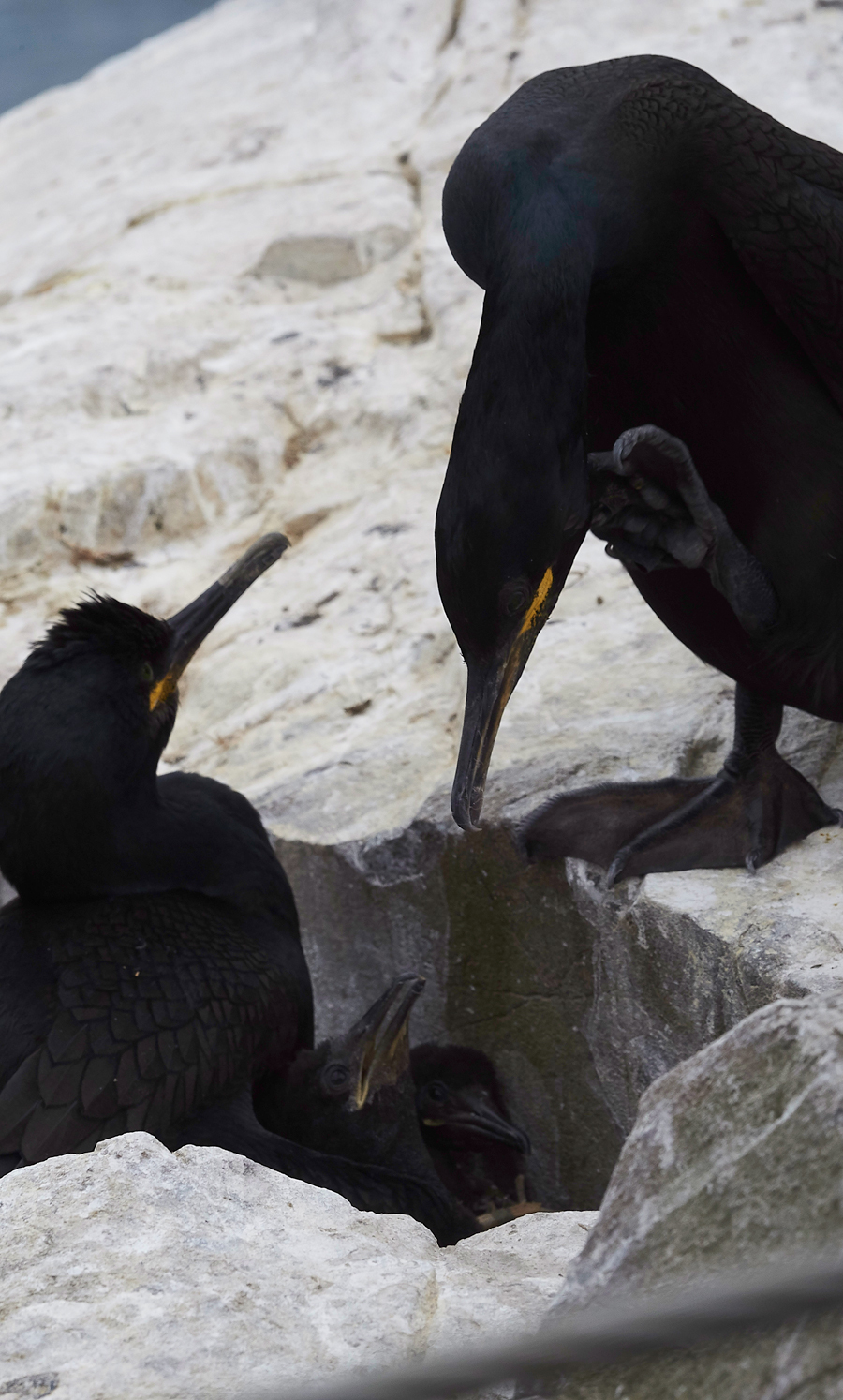 InnerFarneShag130618-5