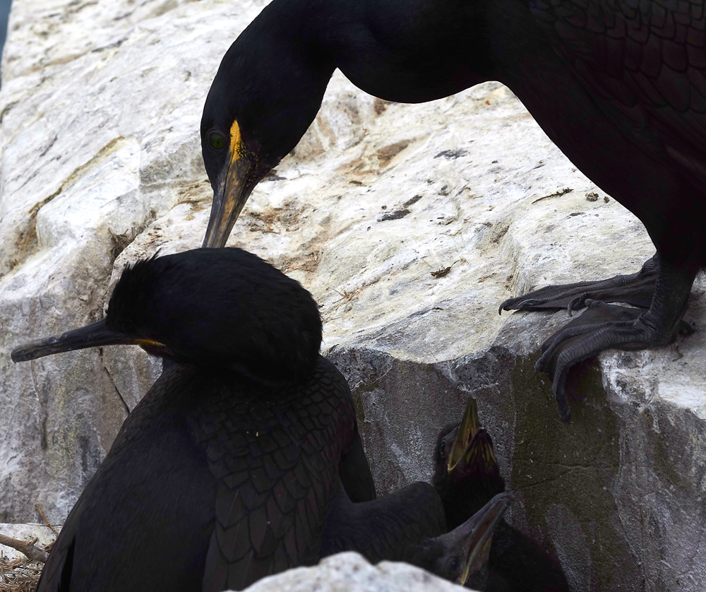 InnerFarneShag130618-6