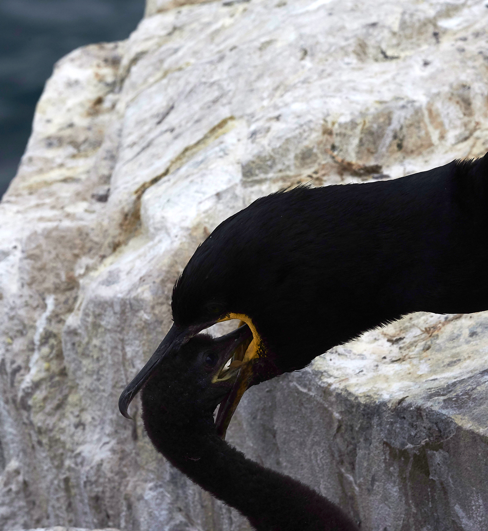 InnerFarneShag130618-8