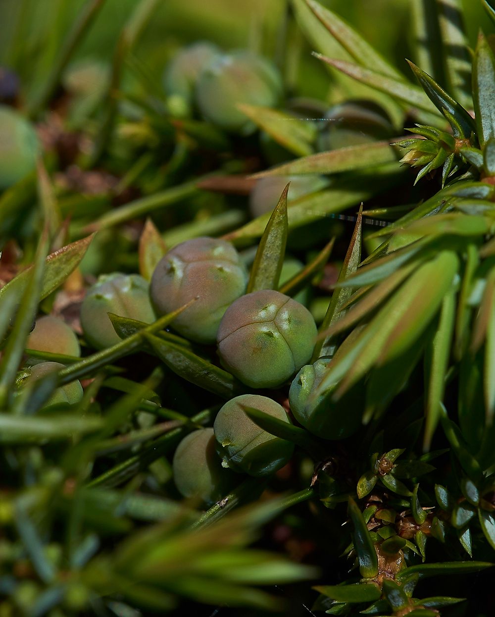 JuniperGaitbarrows280518-1