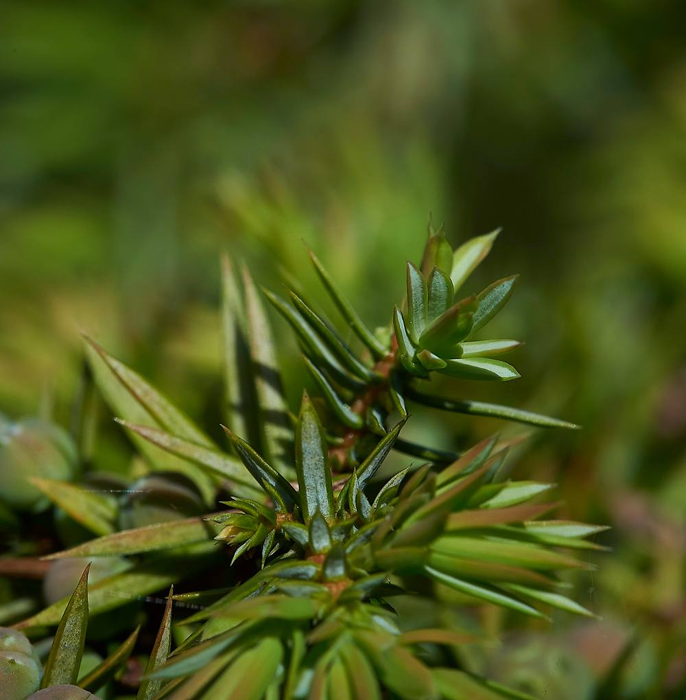 JuniperGaitbarrows280518-2