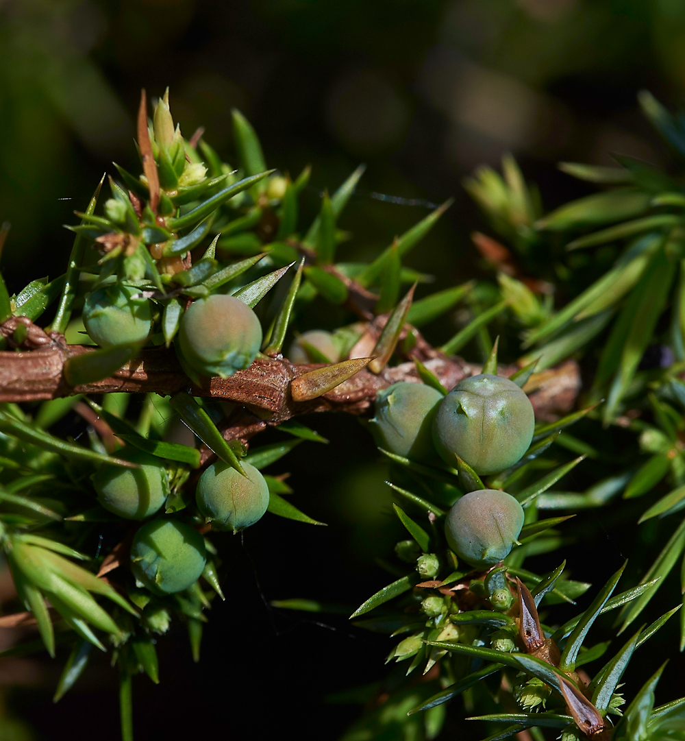 JuniperGaitbarrows280518-3