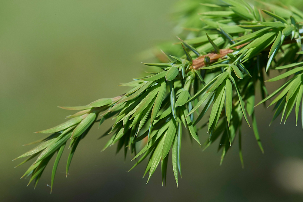 JuniperGaitbarrows280518-4