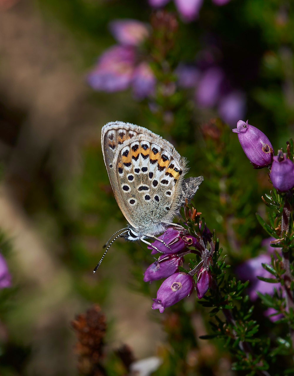 KellingHeathSilverStuddedBlue260618-1