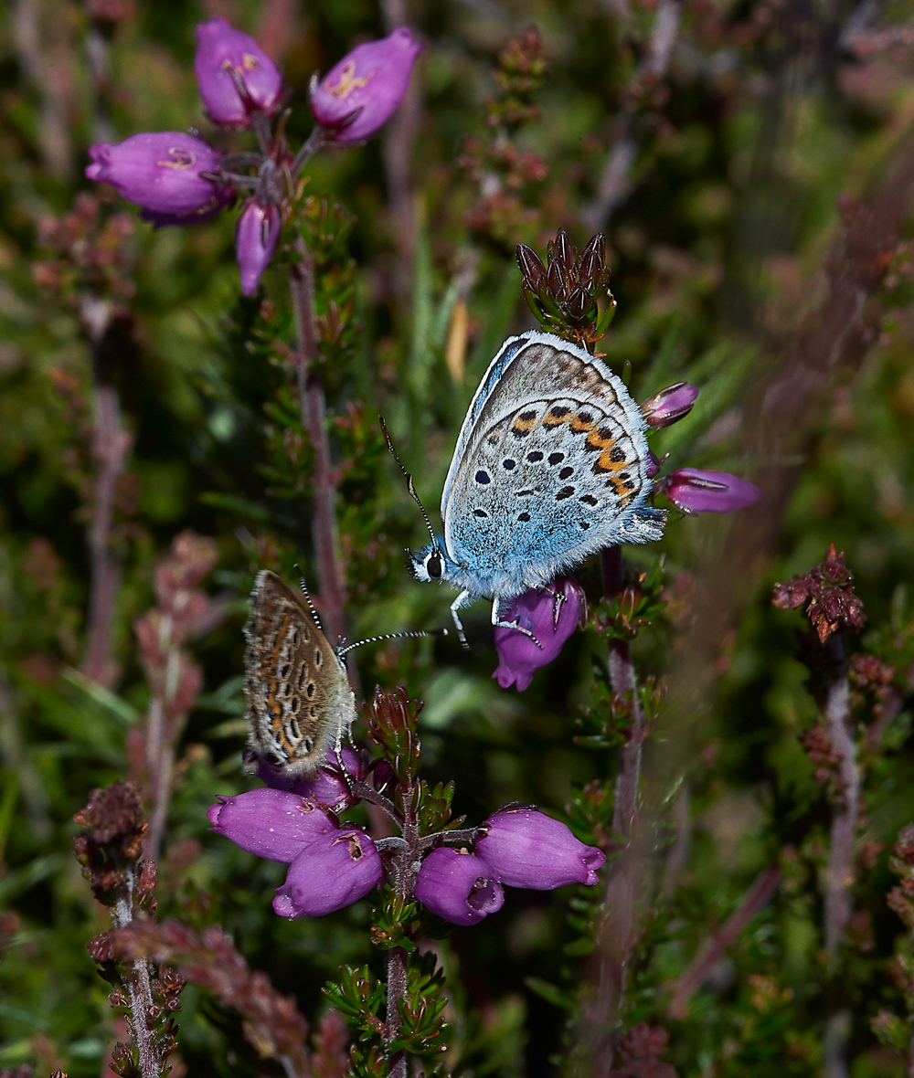 KellingHeathSilverStuddedBlue260618-10