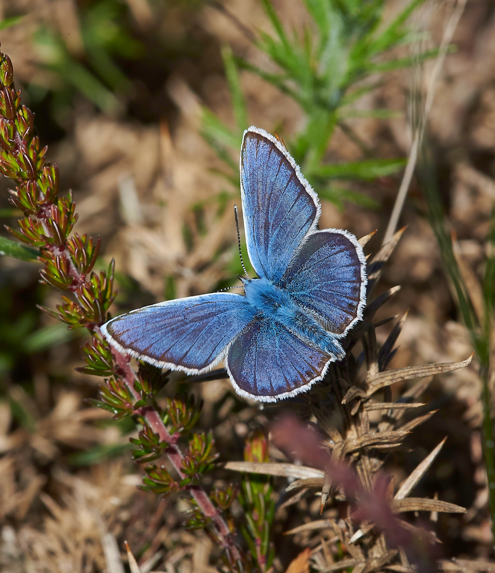 KellingHeathSilverStuddedBlue260618-11