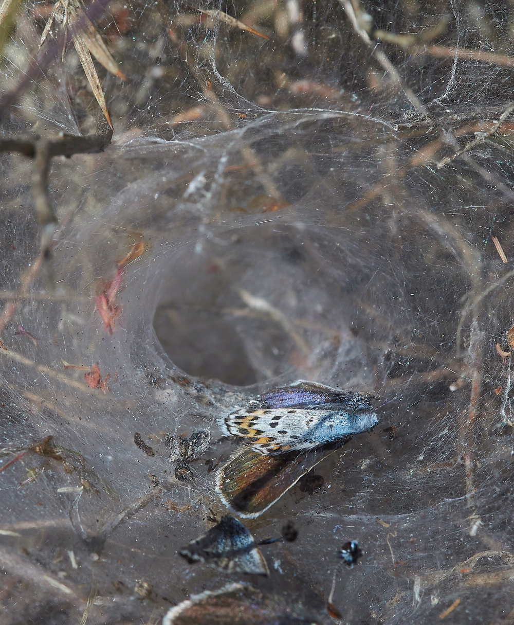 KellingHeathSilverStuddedBlue260618-12