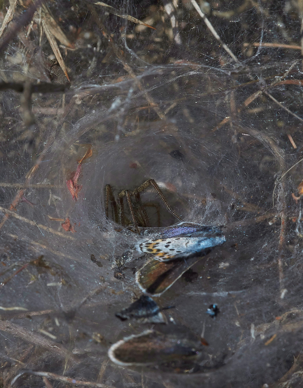 KellingHeathSilverStuddedBlue260618-13