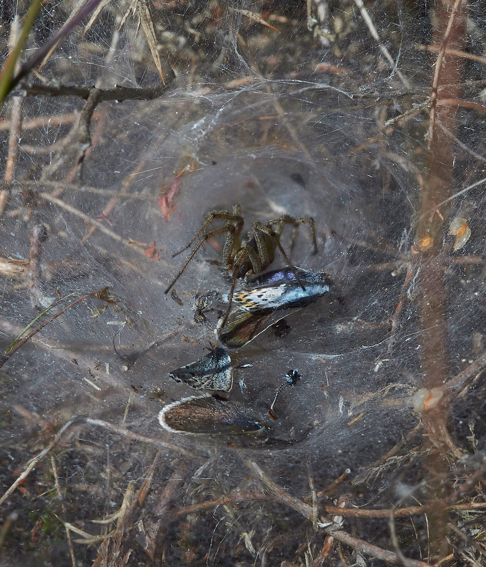 KellingHeathSilverStuddedBlue260618-14