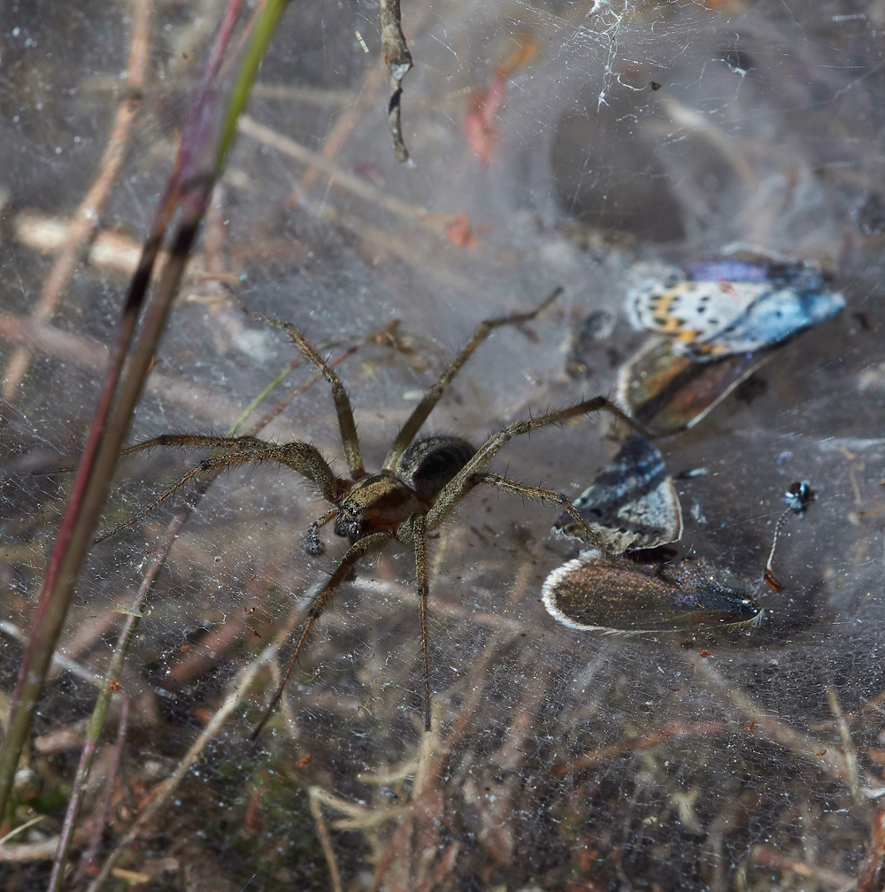 KellingHeathSilverStuddedBlue260618-15