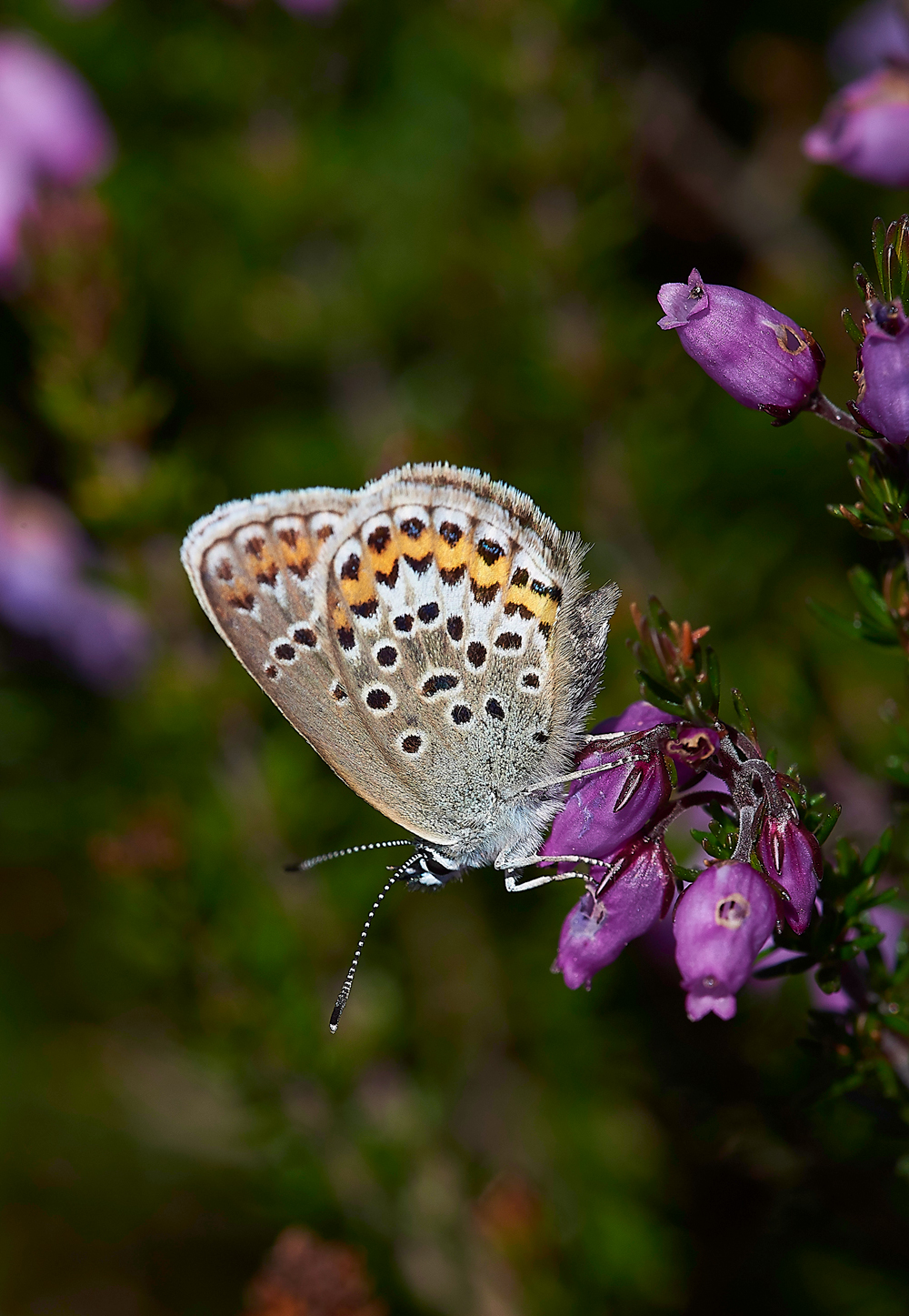 KellingHeathSilverStuddedBlue260618-2