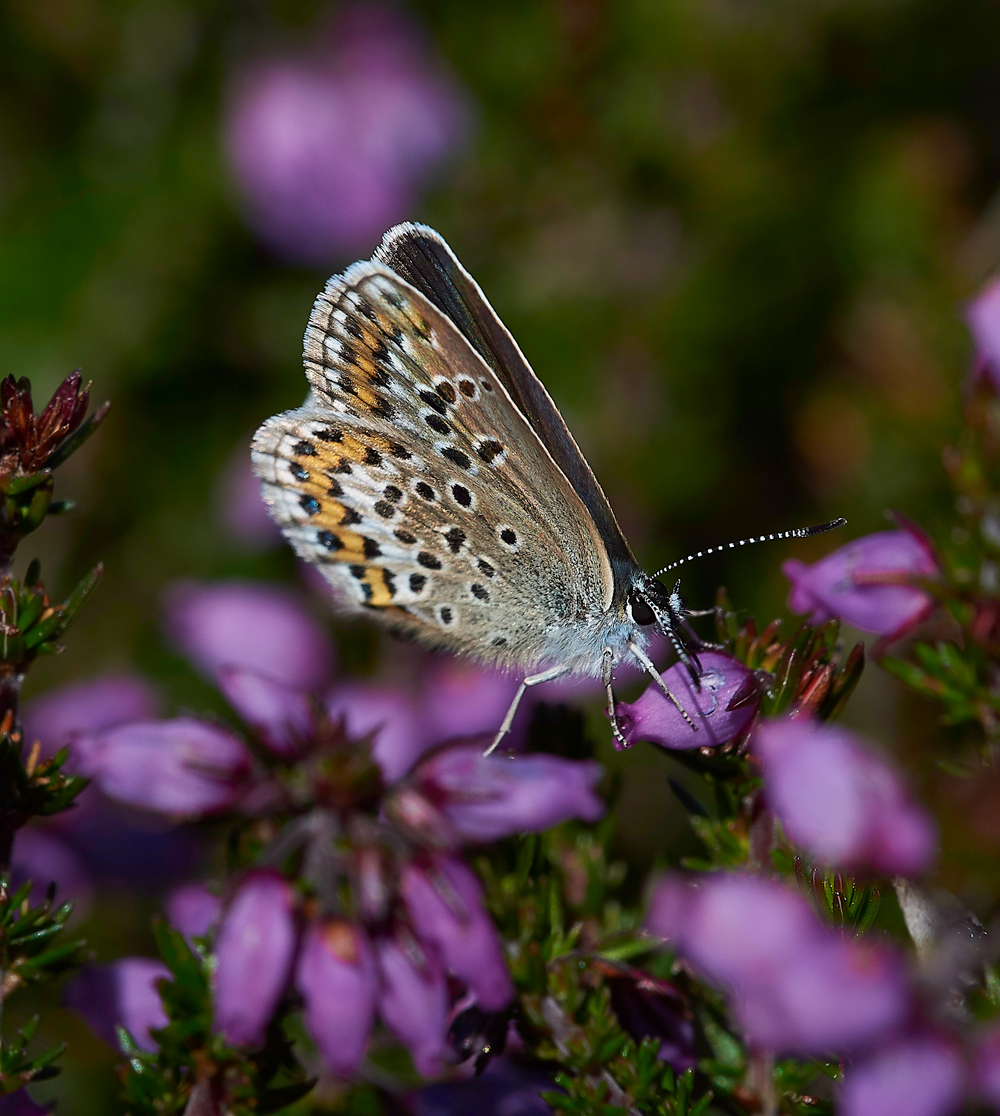 KellingHeathSilverStuddedBlue260618-3