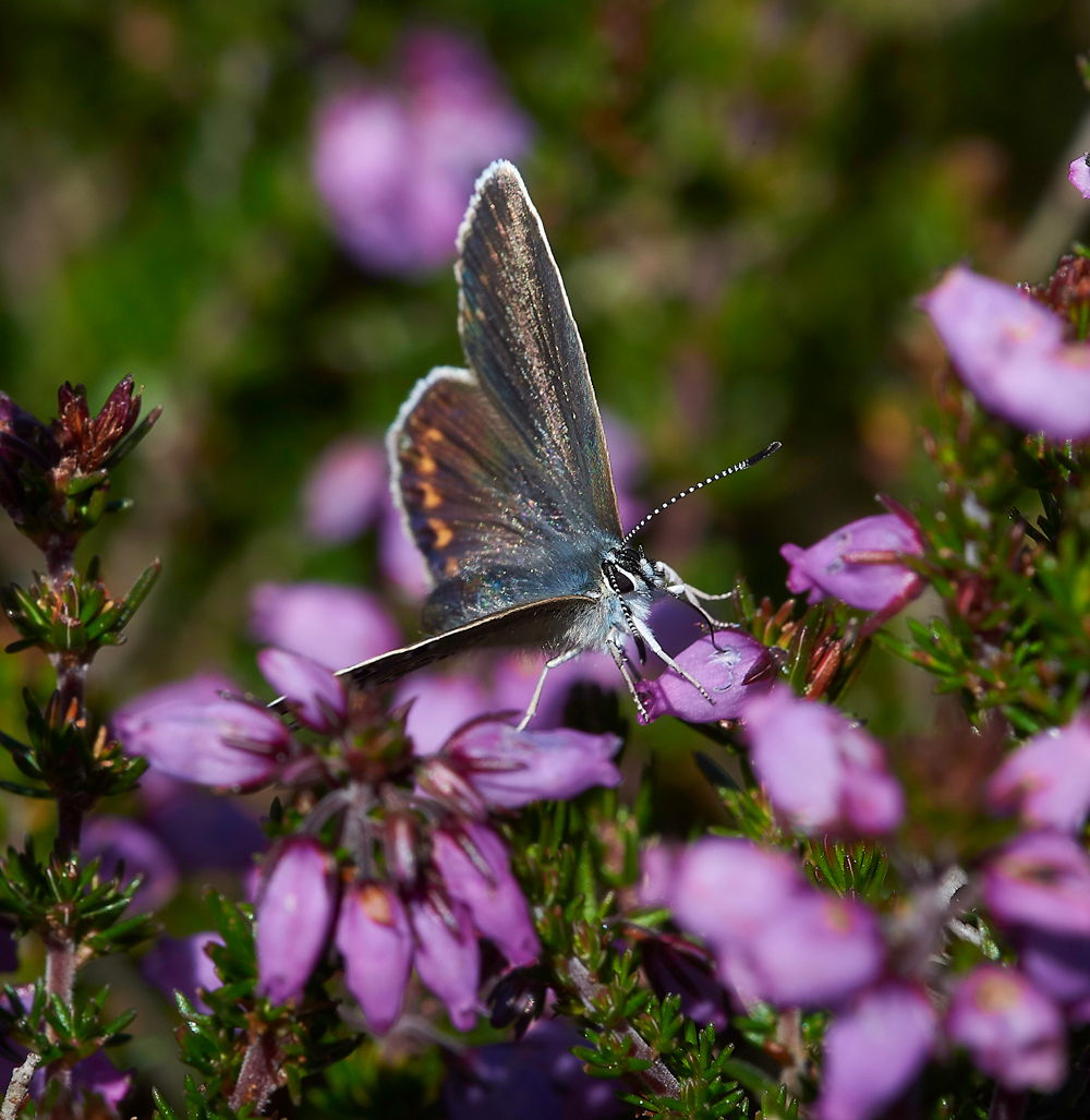 KellingHeathSilverStuddedBlue260618-4