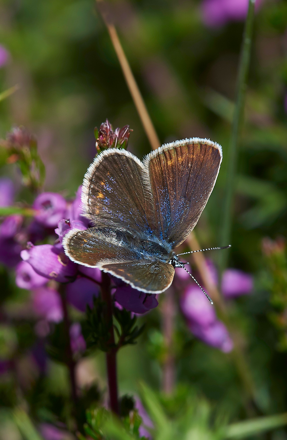 KellingHeathSilverStuddedBlue260618-5