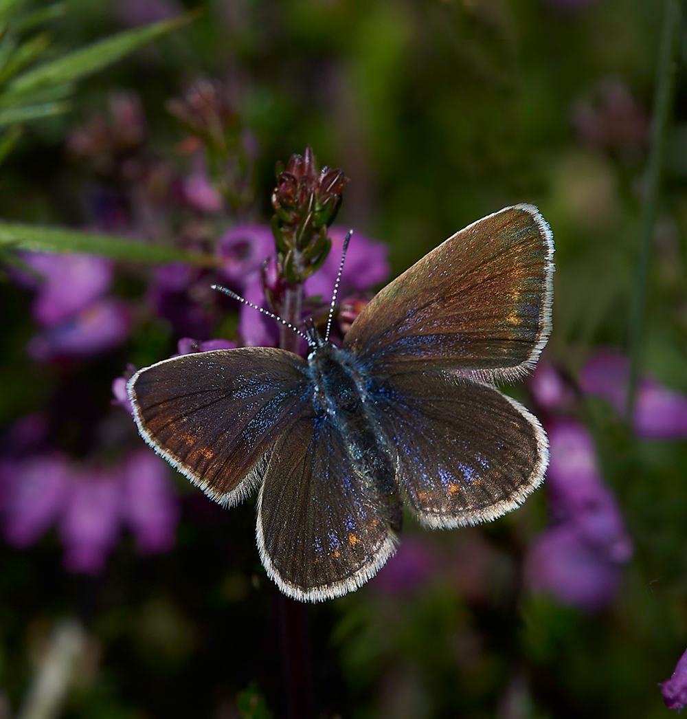 KellingHeathSilverStuddedBlue260618-6