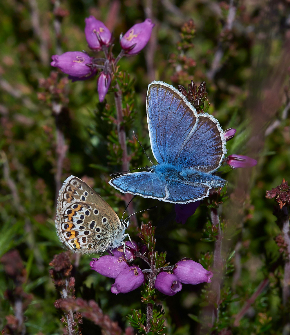 KellingHeathSilverStuddedBlue260618-7