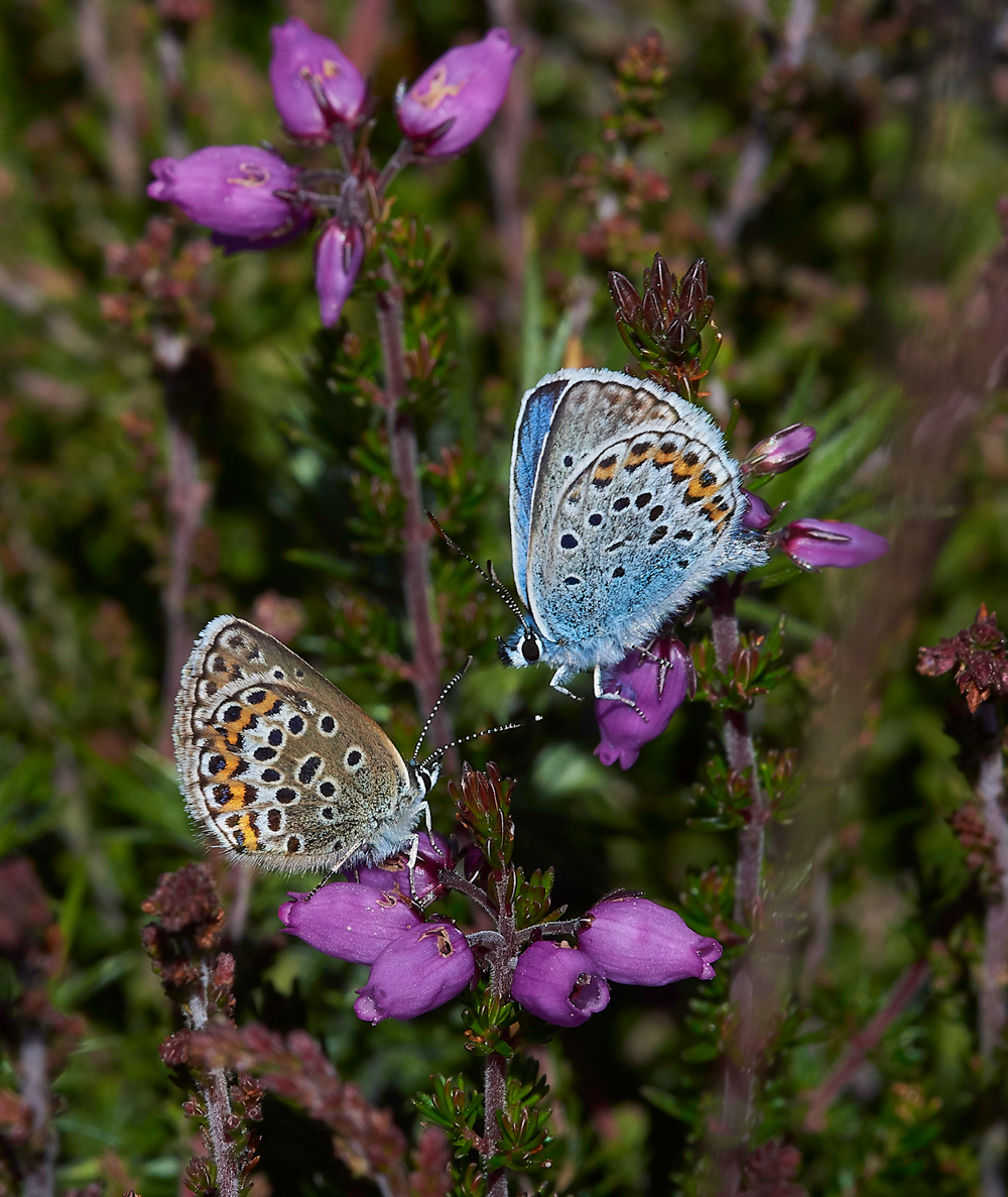 KellingHeathSilverStuddedBlue260618-8