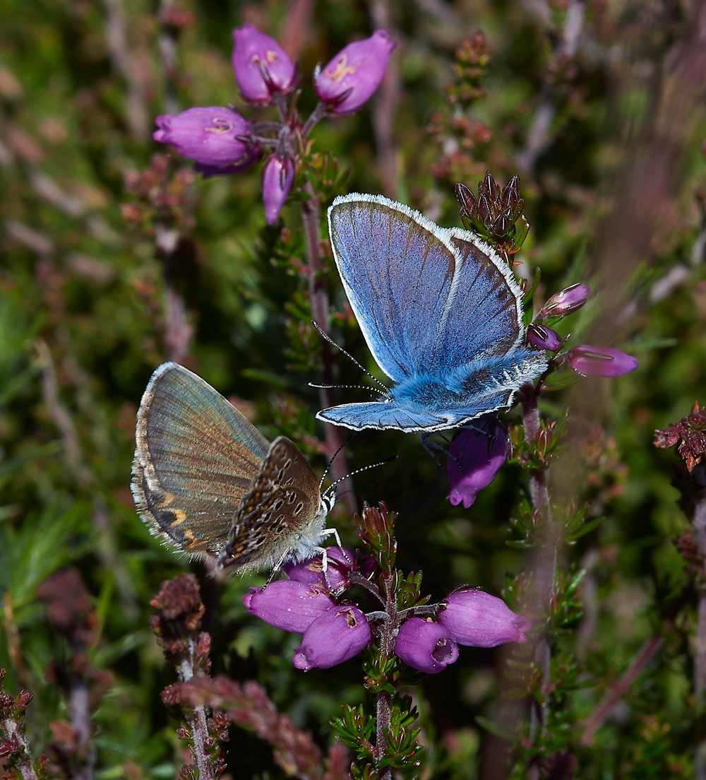 KellingHeathSilverStuddedBlue260618-9