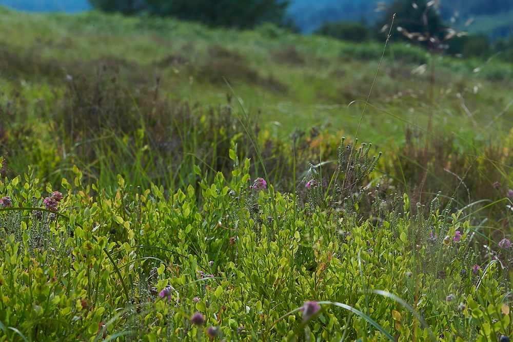 KielderWaterBilberry120718-2