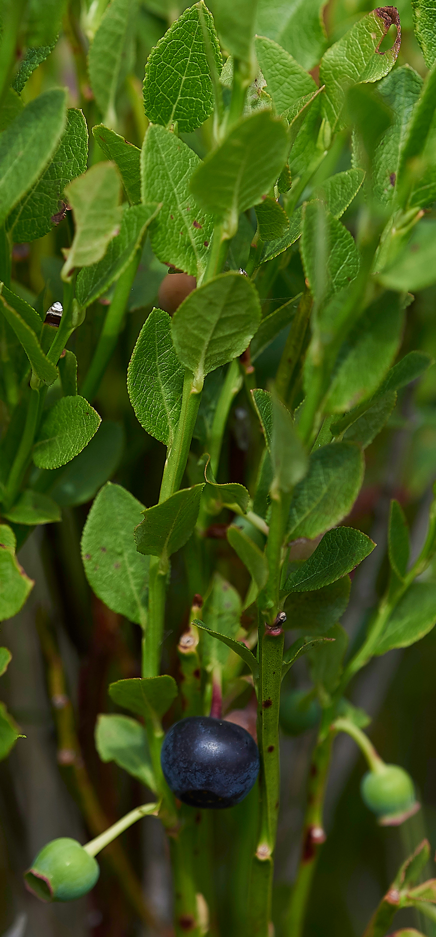 KielderWaterBilberry120718-3