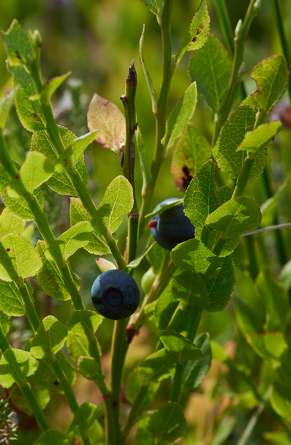 KielderWaterBilberry120718-4