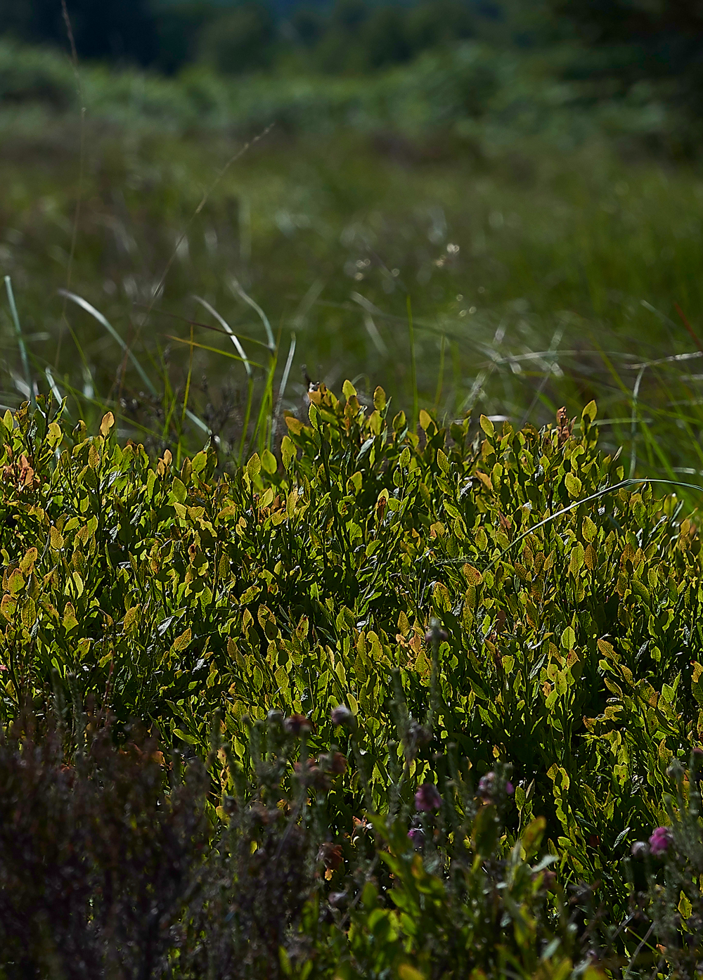 KielderWaterBilberry120718-7