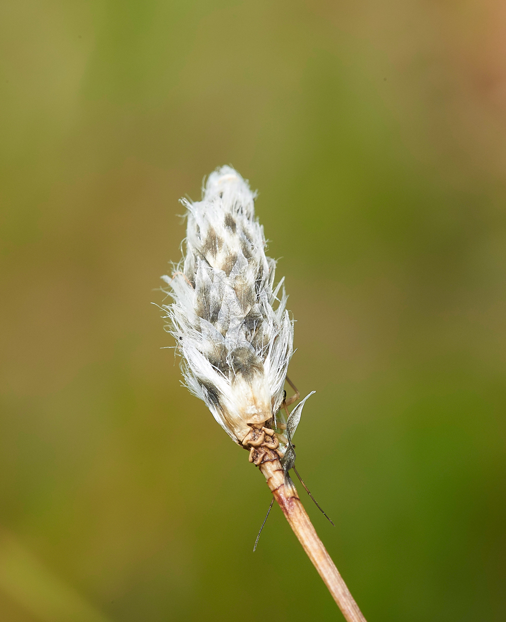 KielderWaterCottonGrass140718-1