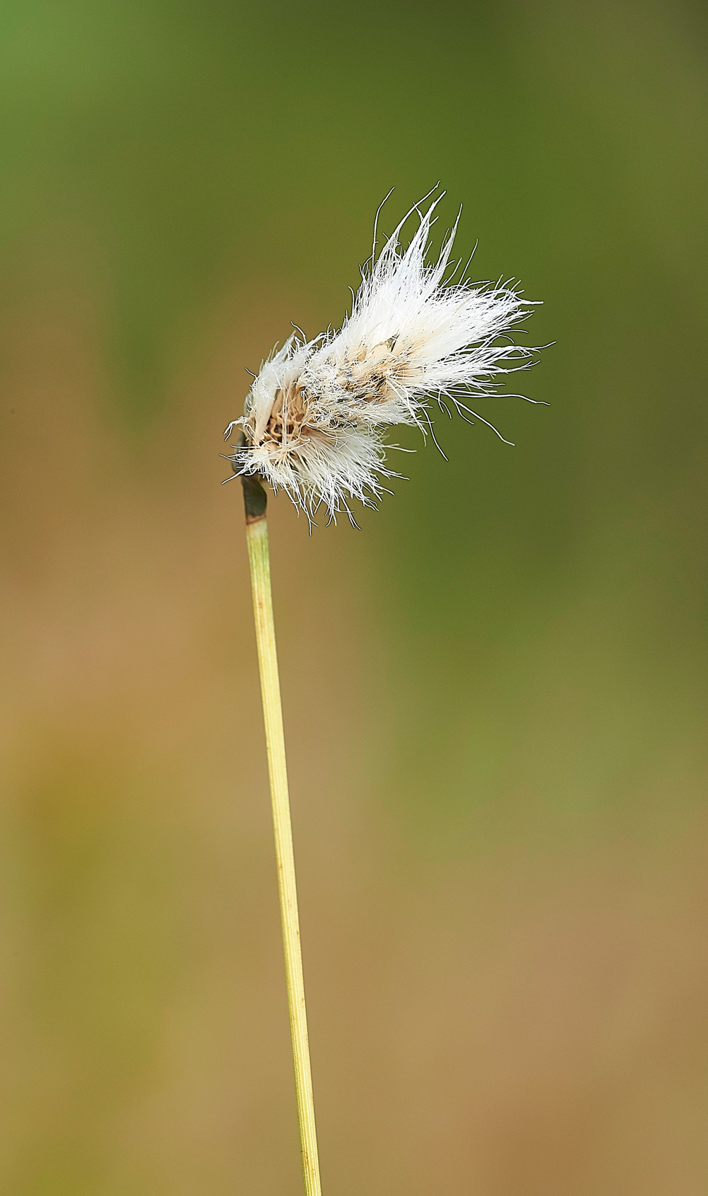 KielderWaterCottonGrass140718-2