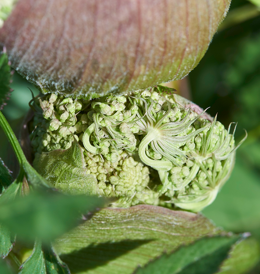 KielderWaterHogweed130718-2