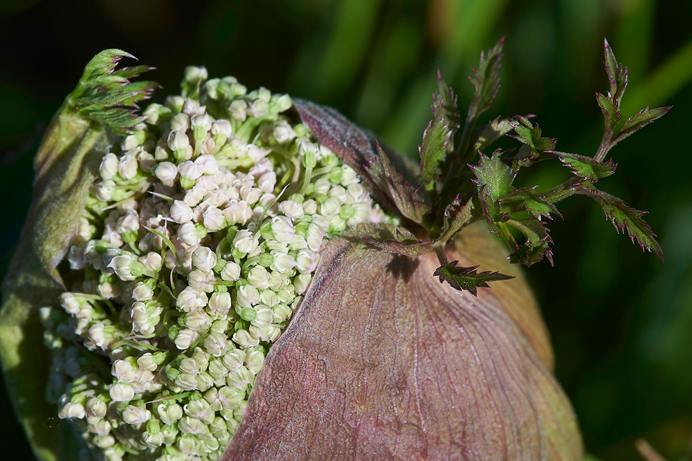 KielderWaterHogweed130718-3