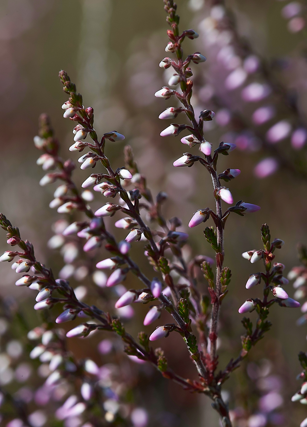 KielderWaterLing130718-1