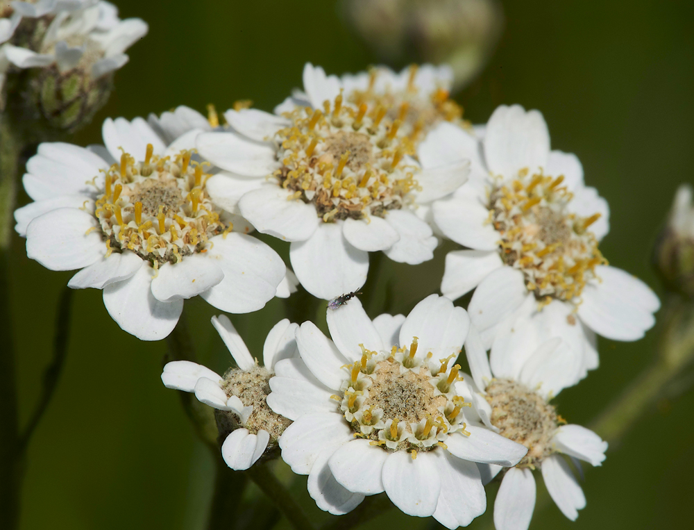 KielderWaterSneezewort130718-1